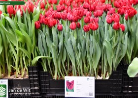 Tulipa Presto (1)
